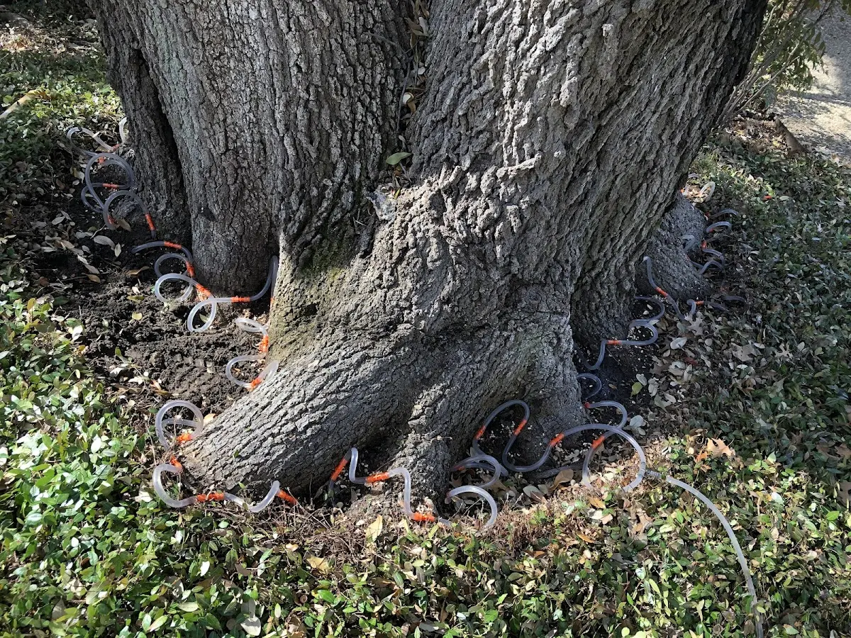 Detailed Tree Cabling and Bracing job site in Waldron