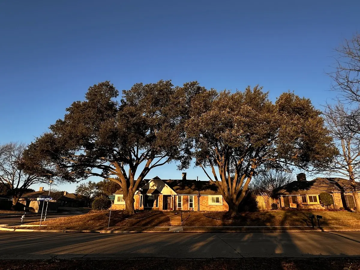 Established residential canopy tree shading a home in Waldron